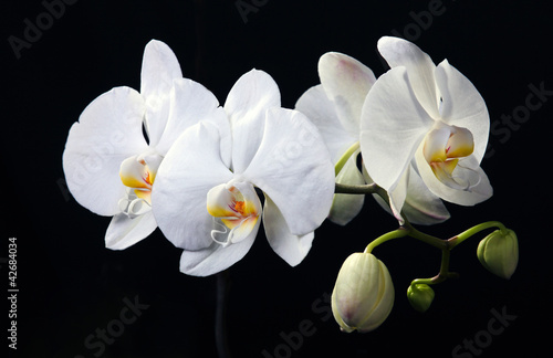 Fototapeta Naklejka Na Ścianę i Meble -  White orchid on black