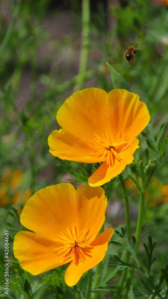 Kalifornischer Mohn vid 01 Kalifornischer Mohn vid 01