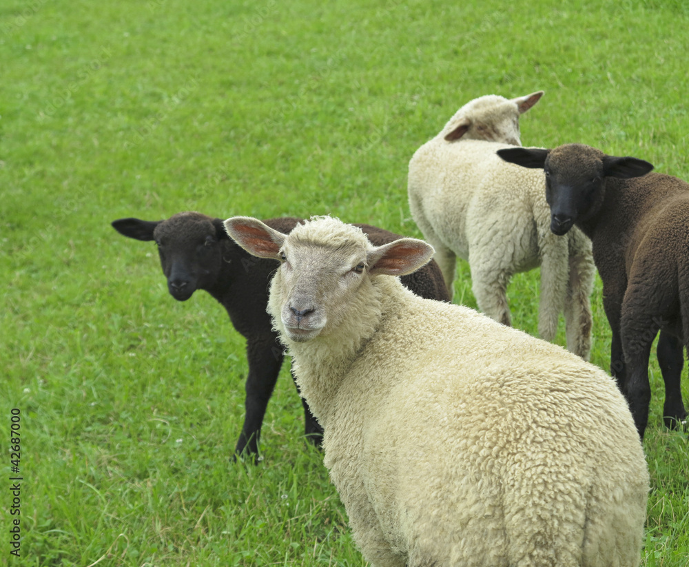 Obraz premium sheeps