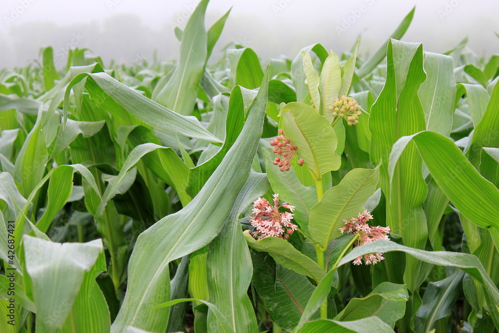 Fototapeta premium Field of cornstalks