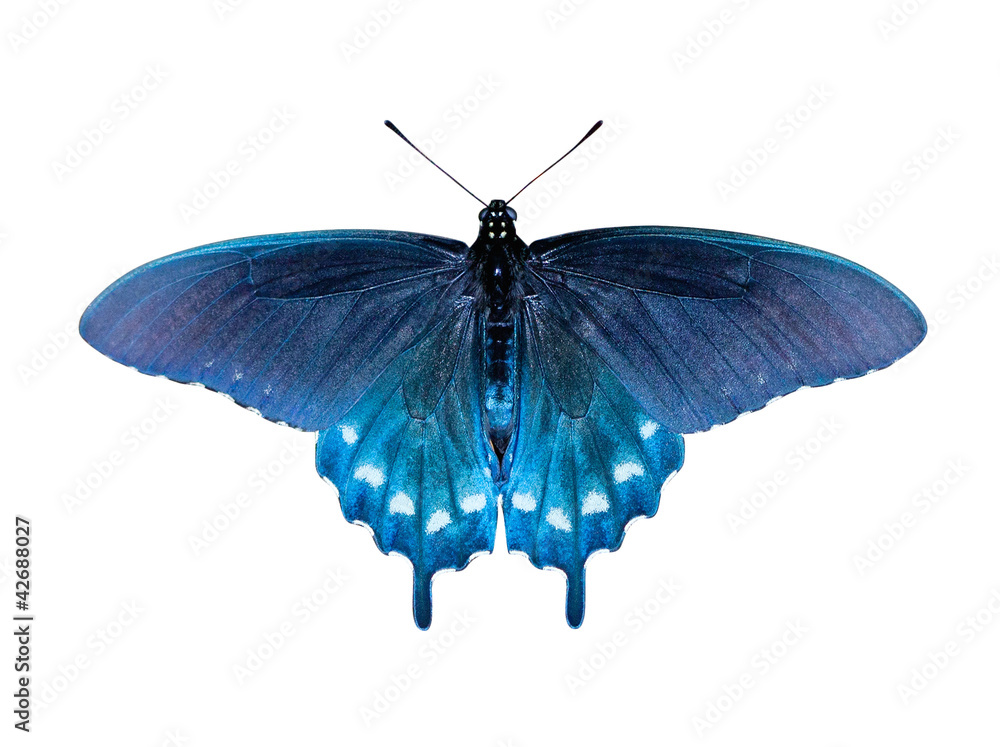 Naklejka premium Swallowtail Butterfly