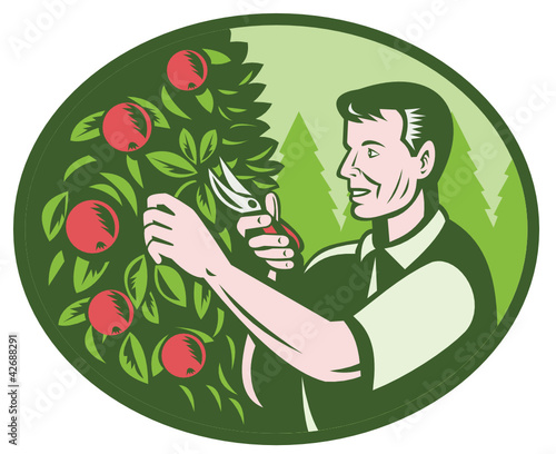Horticulturist Farmer Pruning Fruit