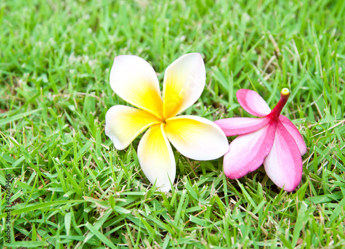 Frangipani tropical flowers.