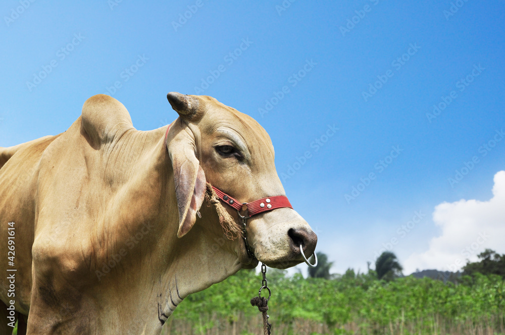 Fototapeta premium Cow with blue sky