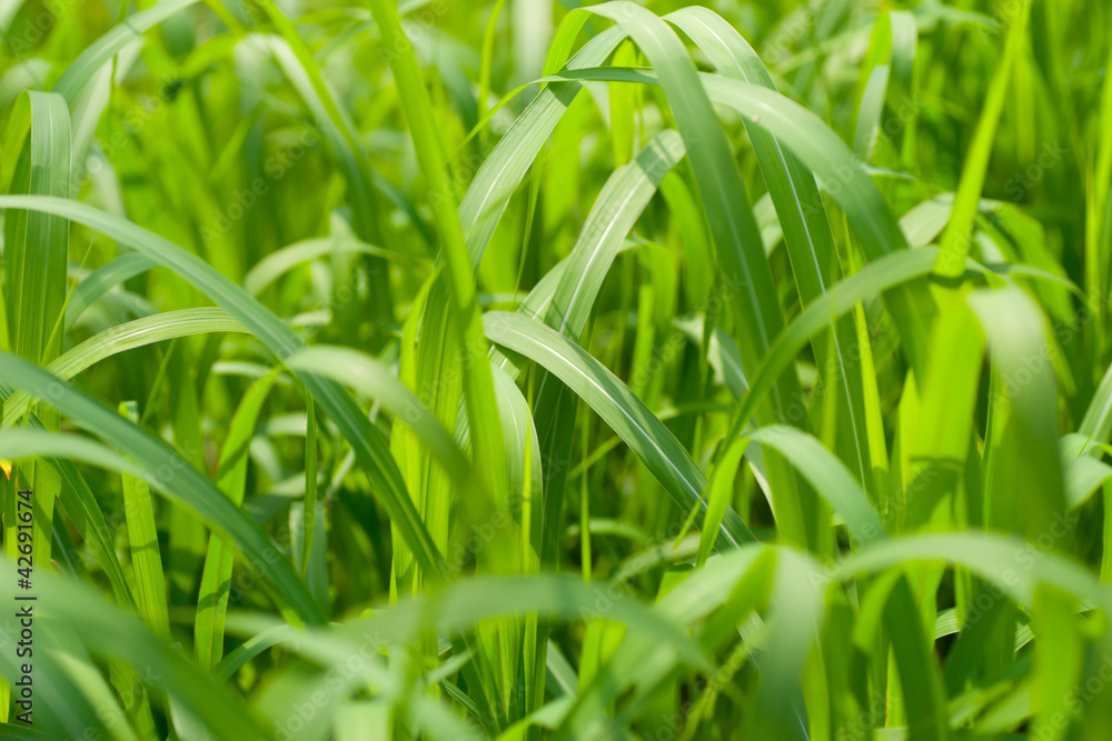 Green grass background Green grass background