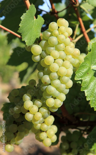 Принти на полотні grappes de raisin blanc bio