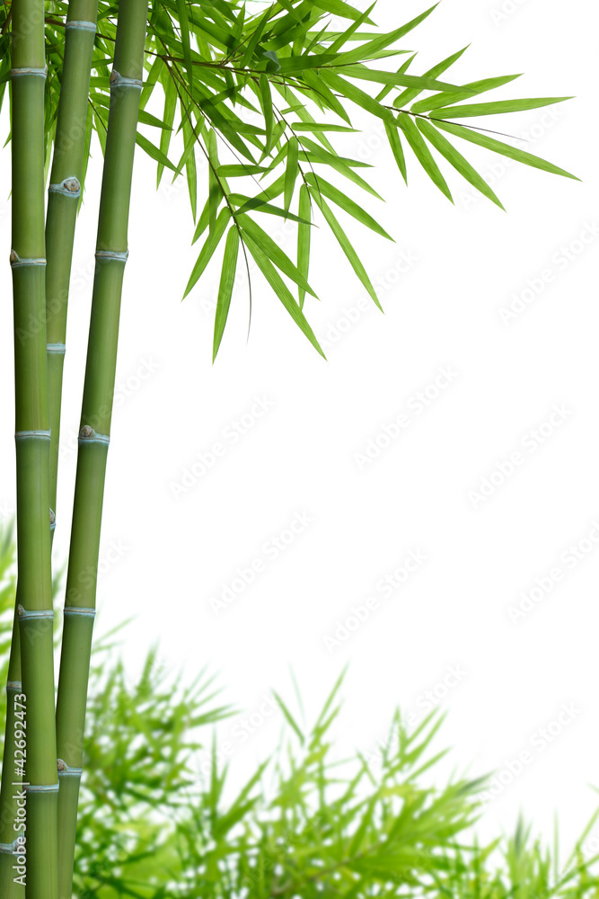 bamboo with leaves - obrazy, fototapety, plakaty 