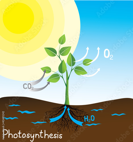 photosynthesis vector image