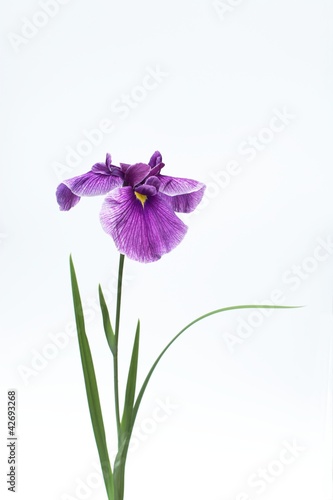 Fototapeta Naklejka Na Ścianę i Meble -  ハナショウブ