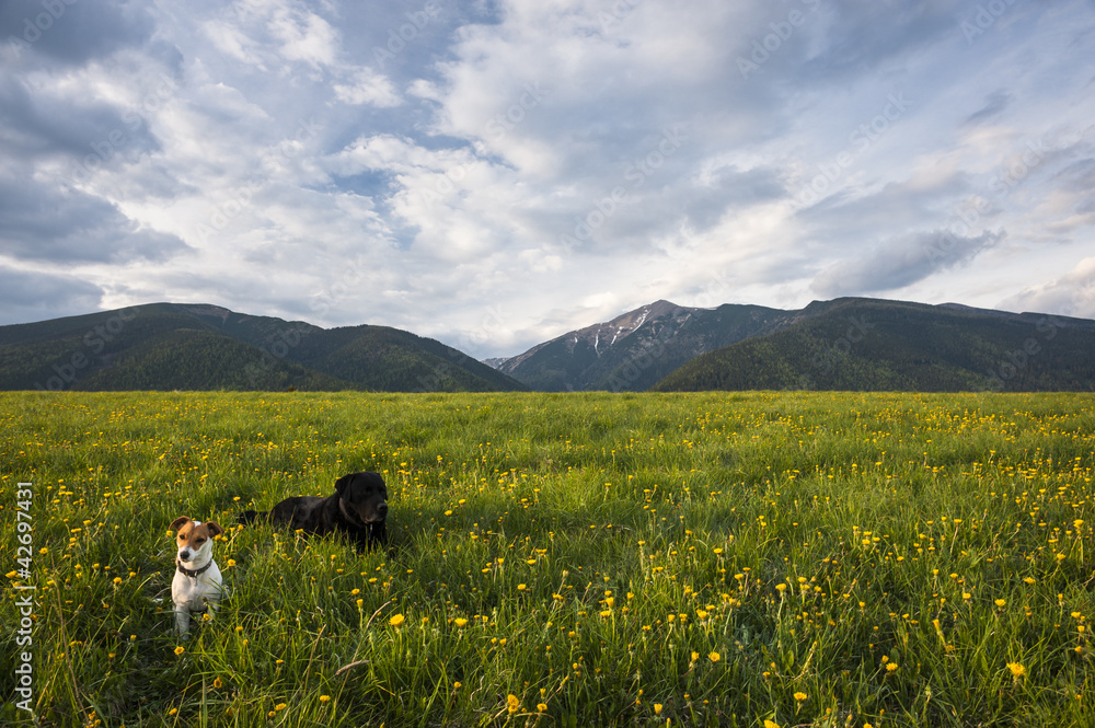 dogs on a meadow