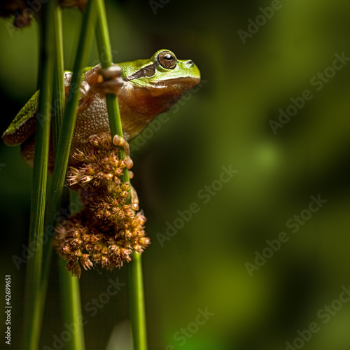 European tree frog photo