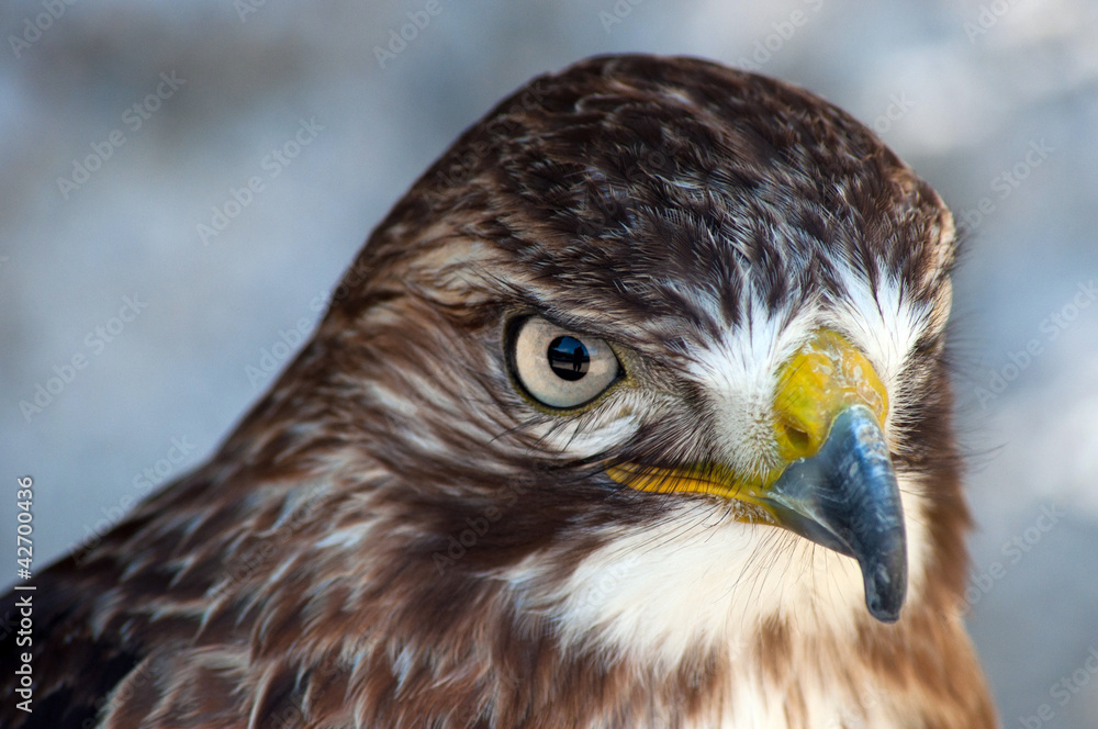 Falco, Poiana coda rossa Falco, Poiana coda rossa