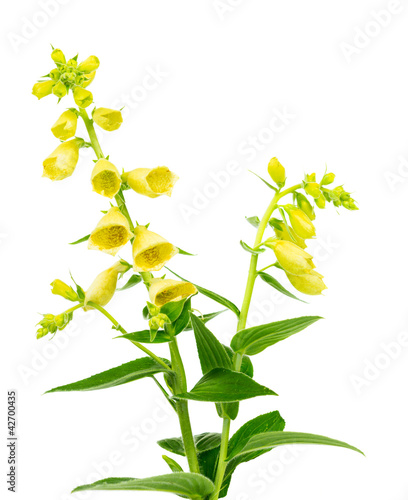 Flowering yellow foxglove