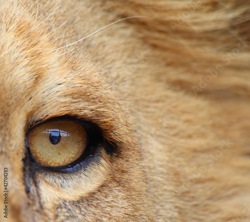 Der Blick des Löwen