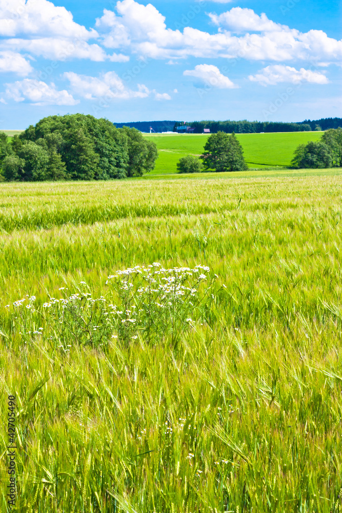 Obraz premium Barleycorn field