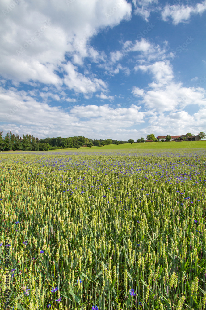 Kornblumen im Weizenfeld, Bayern Kornblumen im Weizenfeld, Bayern