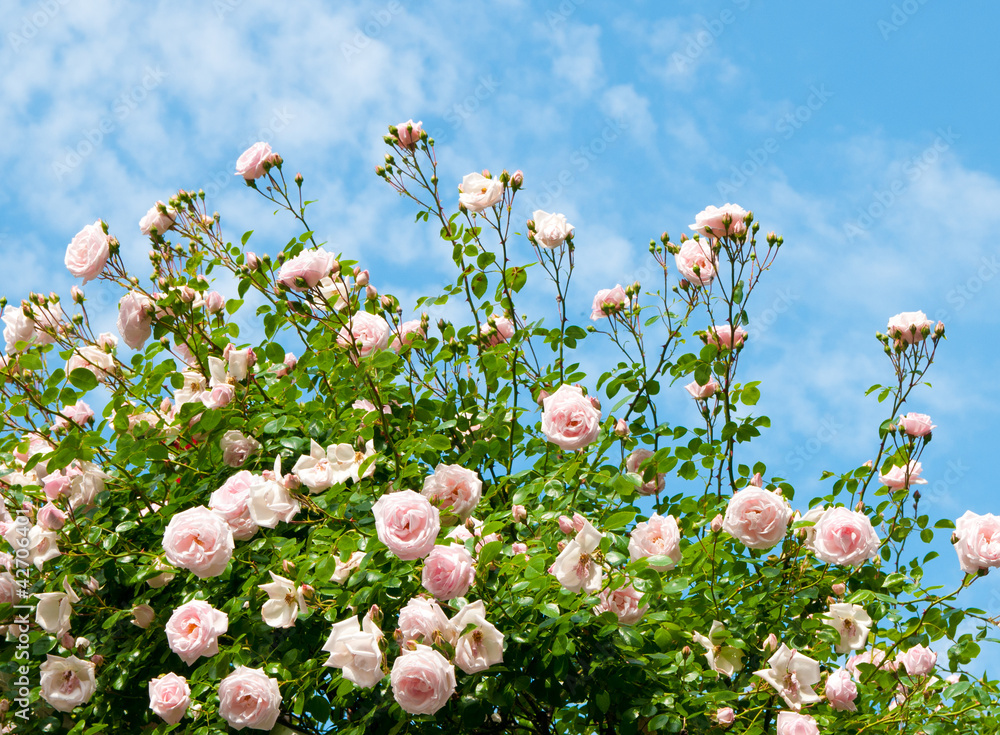 Fototapeta premium roses against blue sky.