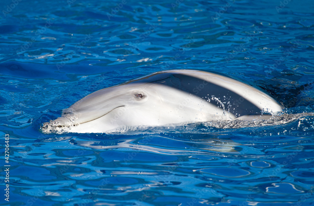 Naklejka premium delfino