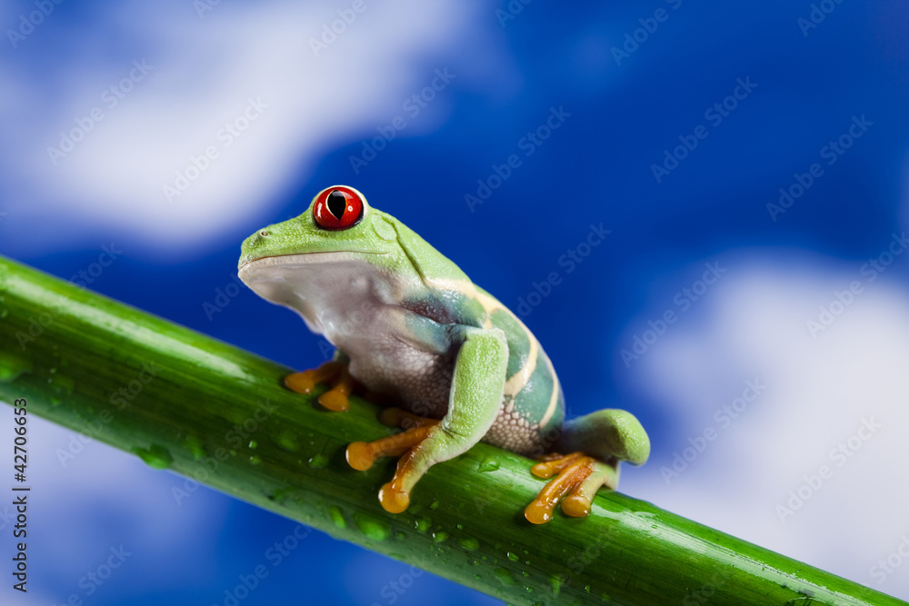 Fototapeta premium Frog and blue sky