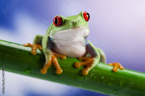 Frog and blue sky