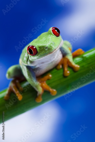 Frog, small animal red eyed