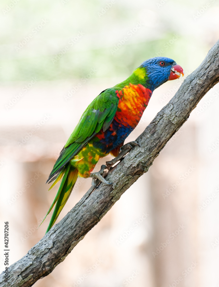 rainbow lorikeet rainbow lorikeet