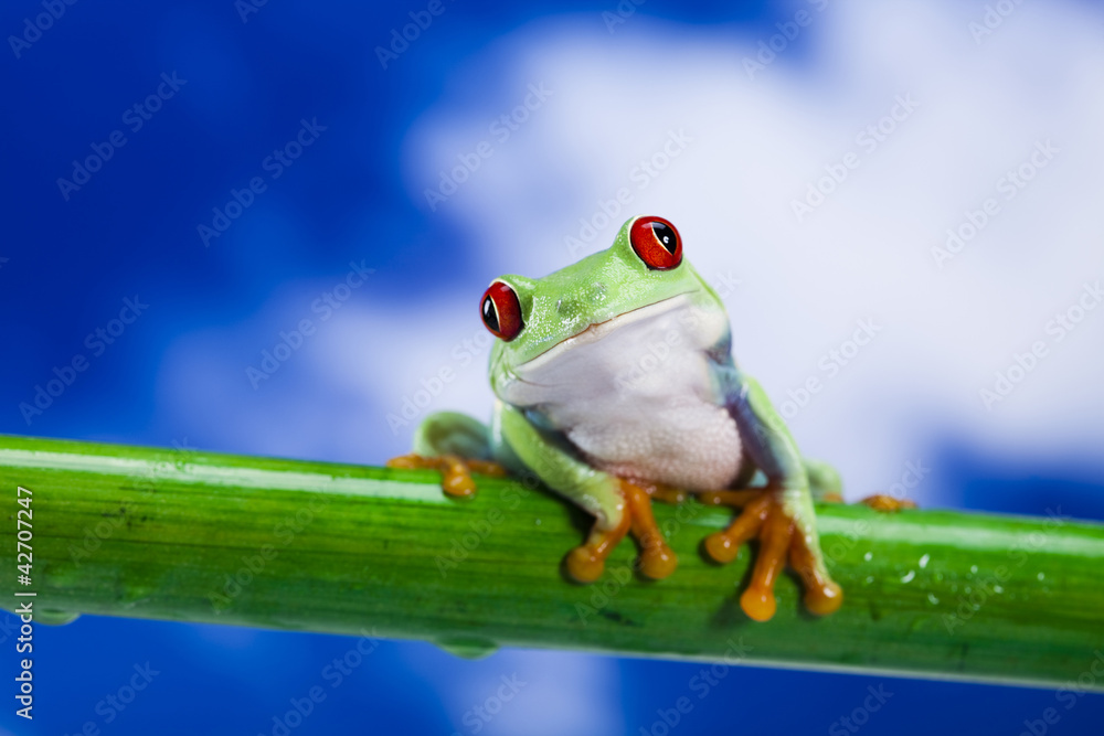 Fototapeta premium Tree frog