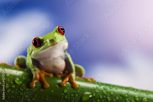 Frog and blue sky © Sebastian Duda