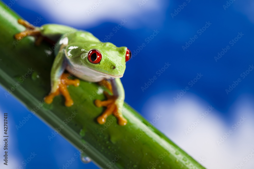 Naklejka premium Red eye frog and blue sky