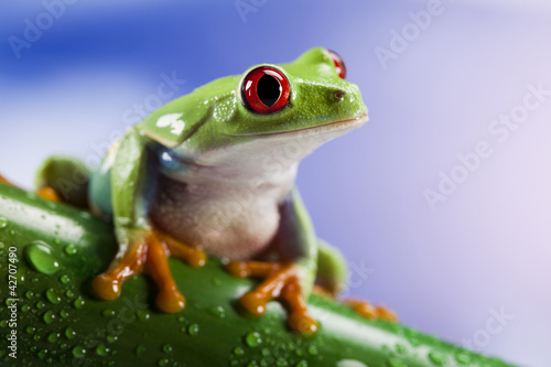 Tree frog 