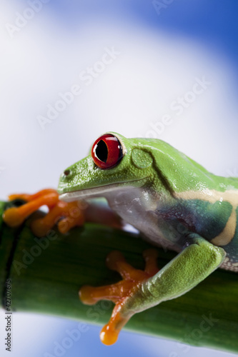 Red eyed tree frog