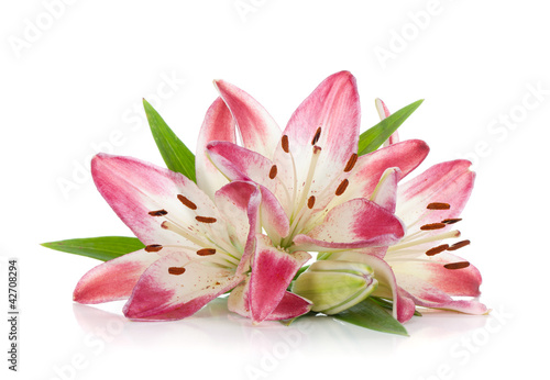 Three pink lily