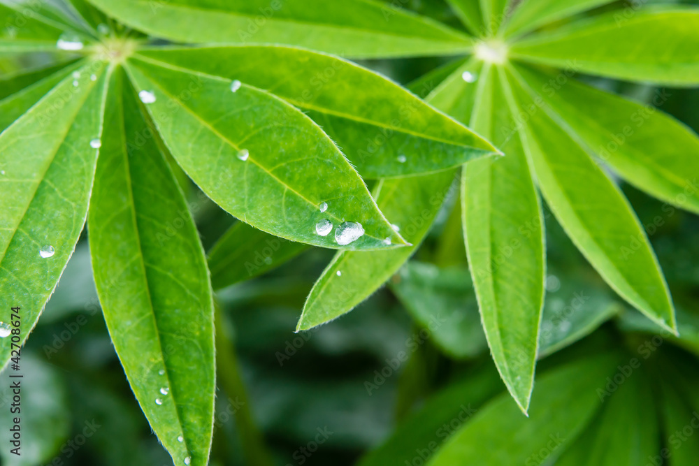 dew drops on the leaves of lupine dew drops on the leaves of lupine