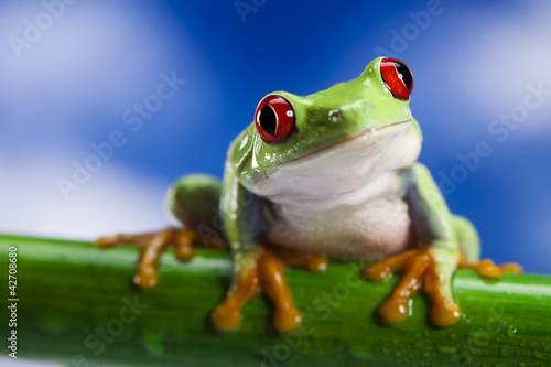 Frog © Sebastian Duda