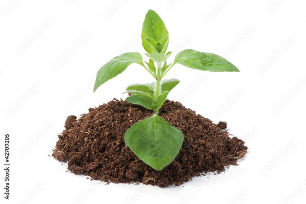 Oregano sprout growing Oregano sprout growing