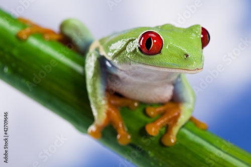 Tree frog	