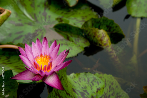 Lotus Flower