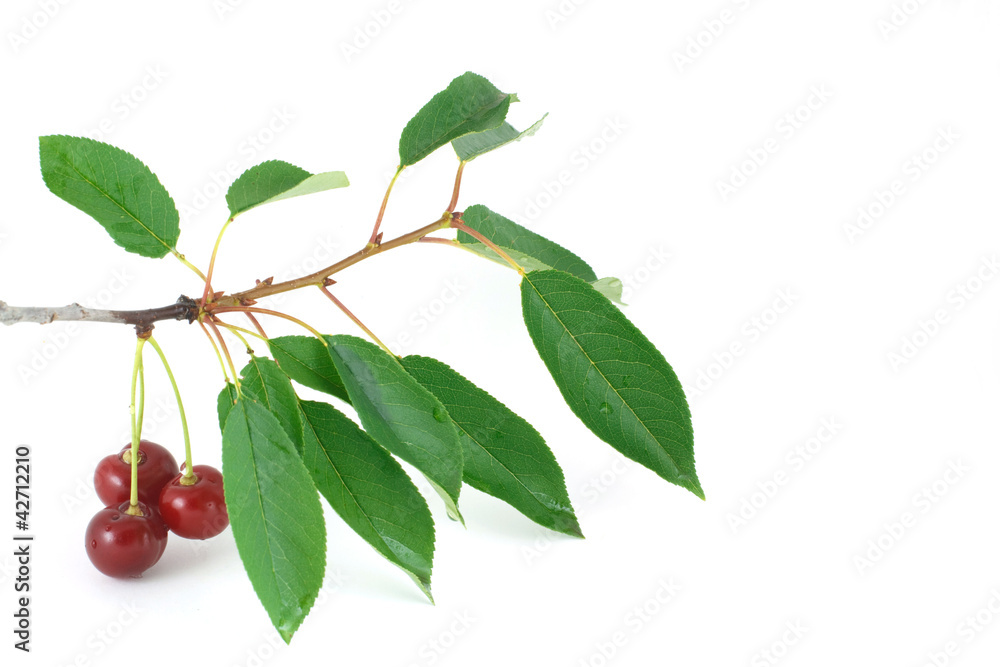 Red cherry branch isolated