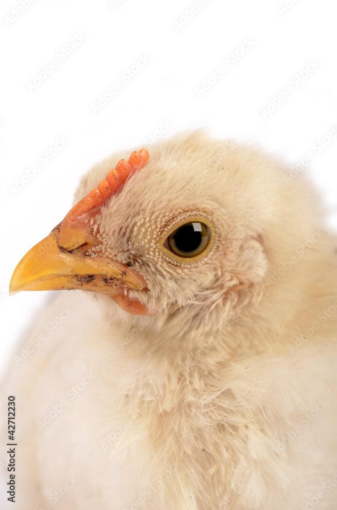 Baby chicken