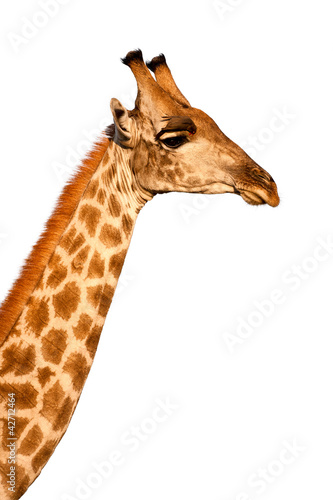 African Giraffe isolated on white background