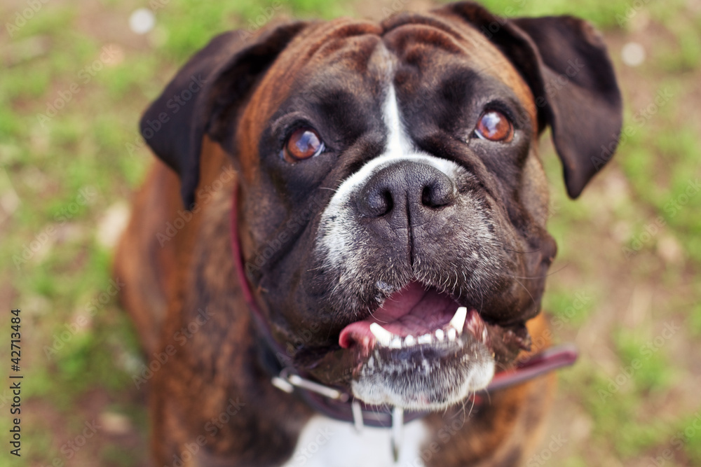 Curious boxer dog