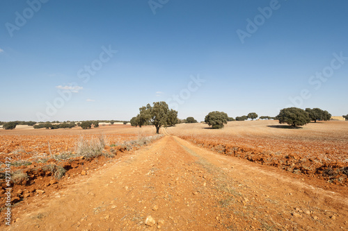 Country road in an agricultural landscape
