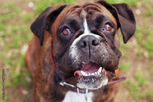 Curious boxer dog