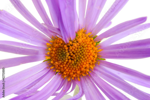 marguerite isolated on white