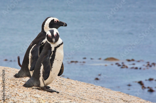 African penguins, Simon's Town, South Africa