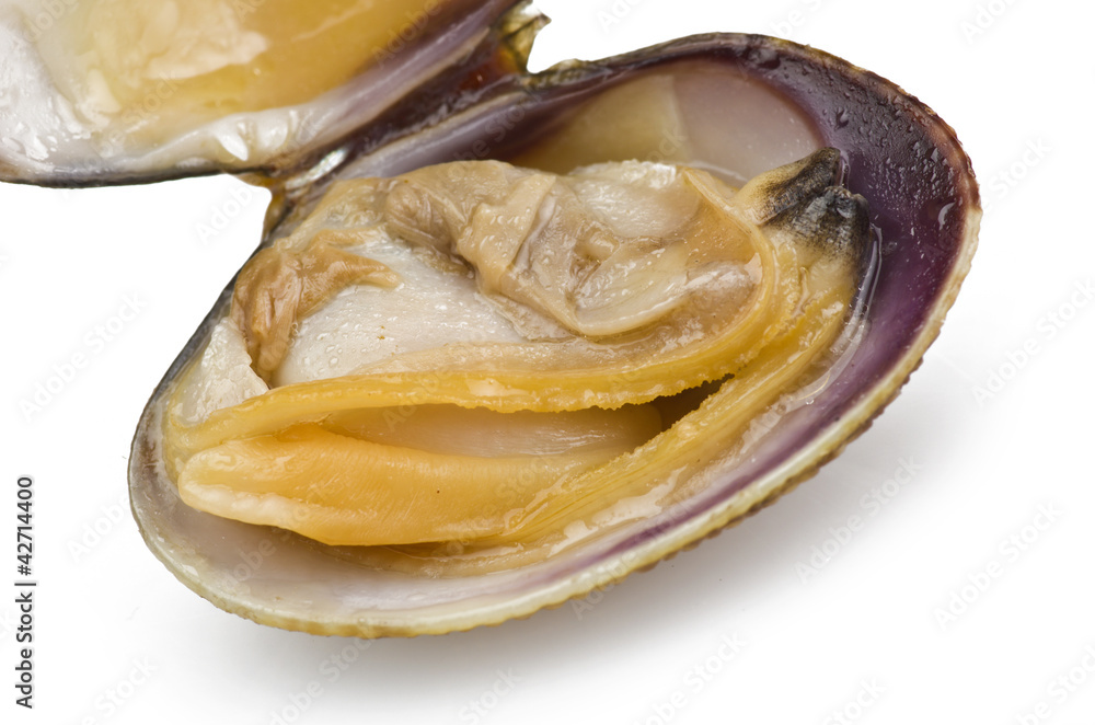 Clam open Clam open