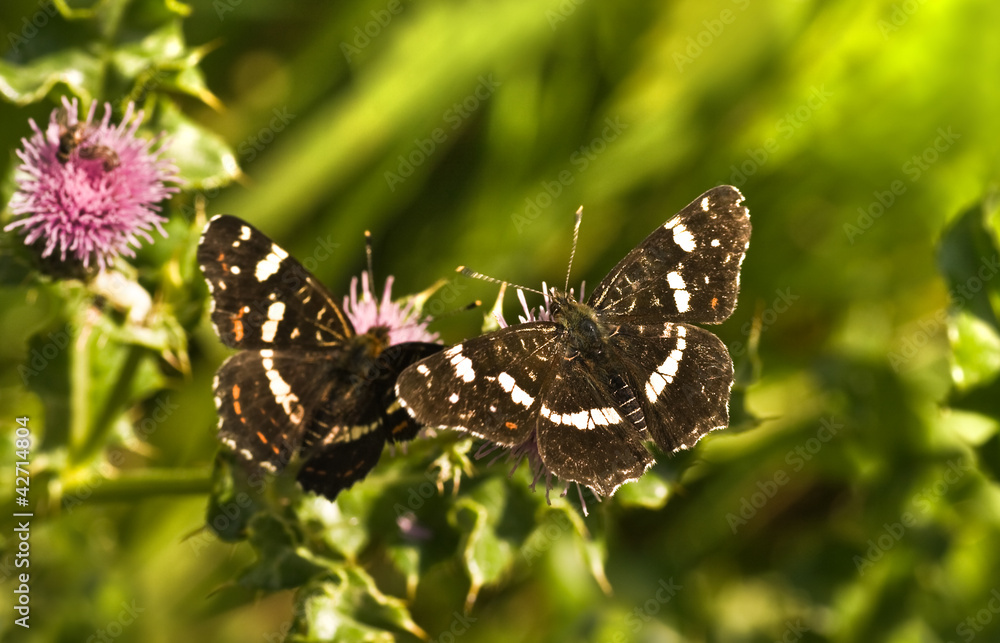 Summer Map butterflies or Araschnia levana on thistle flowers Summer Map butterflies or Araschnia levana on thistle flowers