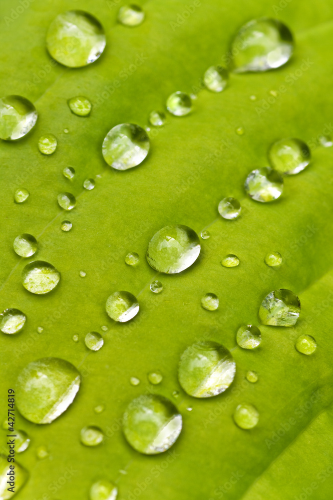 Macro hosta leaf with raindrops