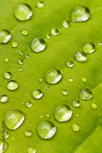 Macro hosta leaf with raindrops