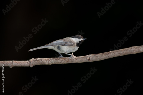 Carolina Chickadee